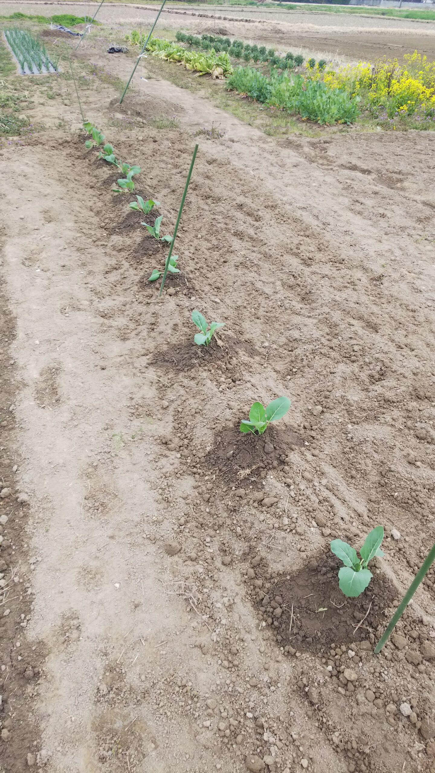 キャベツとロマネスコと銀寄 栗 の苗を植えました 畑の収穫 いただきます