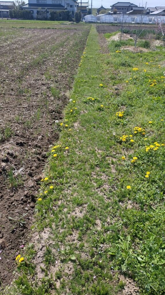 畦畔 と果樹園の下草 を育てる その４ 春の芝に除草剤 畑の収穫 いただきます